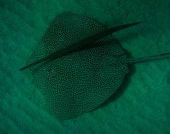 Swisscare Nuweiba Resort Hotel