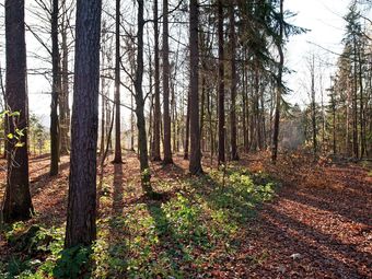 A Holiday Home For 2-4 People Near The Edge Of A Wood