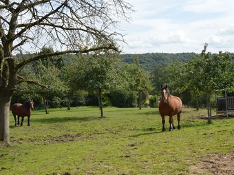 Spacious House In A Farm, Located In The Bucolic Region Of Voeren