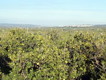 Modern Holiday Home In Francofonte With Private Pool