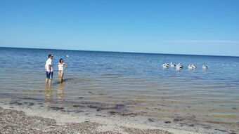 Motel Oyster Court Apartments