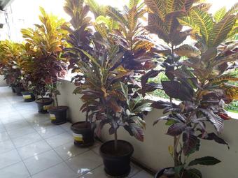 Hostal Griya Surya Hotel