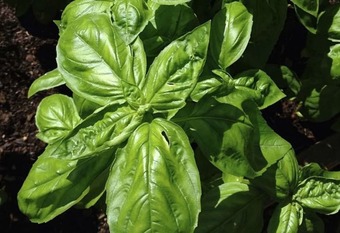 Arbor Bed & Breakfast