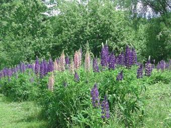 Posada The Whitman Inn