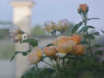 Bed & Breakfast La P�nesais