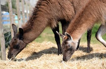 Glamping With Llamas