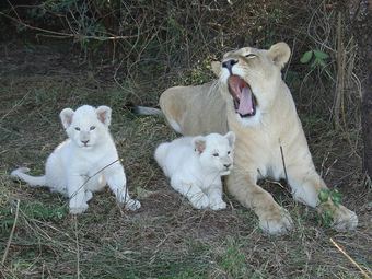 Posada Inkwenkwezi Private Game Reserve