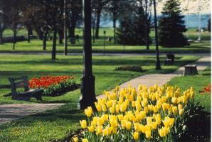 Motel Comfort Inn Cobourg
