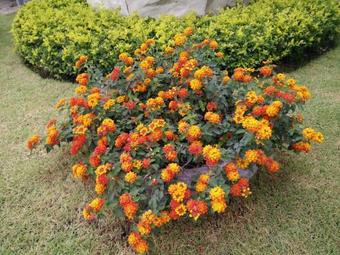 Hotel Lilawalai Resort