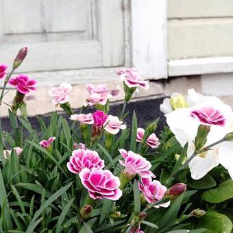 Old Town B&B Ida-maria