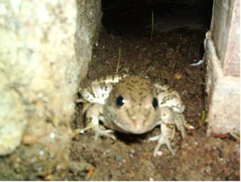 Hostal Assos Terrace Hotel