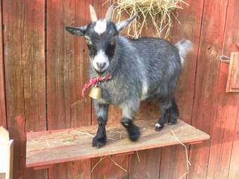 Agroturismo �ventyrsg�rdens Vandrarhem, Kinnekulle