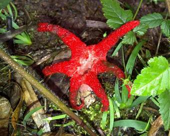 Hostal Forest Edge - Nature Lovers' Retreat