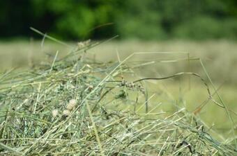 Agroturismo Lodge Wolfgangthal - Fischergut