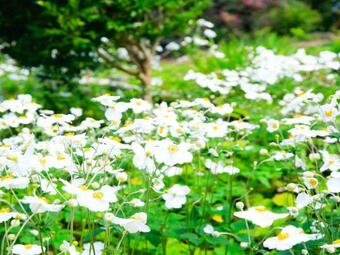 Garland Park - 3 Night Weekends For Price Of 2