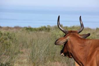Agroturismo Gourits River Guest Farm