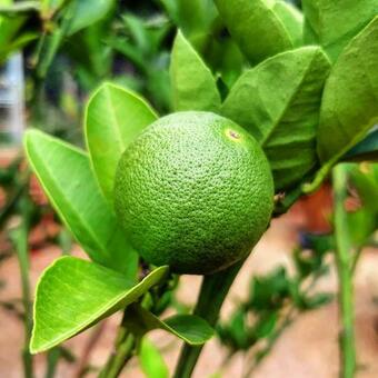 Bed & Breakfast Rancho Do Caub�i