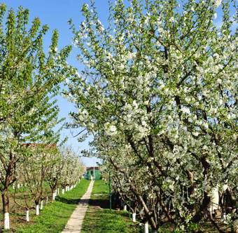 Hostal Pension Garofita