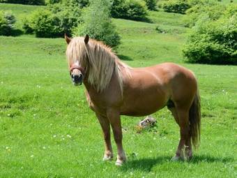 Hostal Pensiunea Hora Cu Brazi