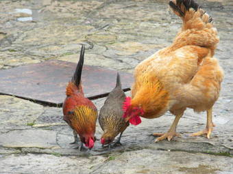 Bed & Breakfast Casalinho De Santo Ant�nio