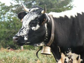 G�te Ferdrupt, 2 Pi�ces, 2 Personnes - Fr-1-589-101