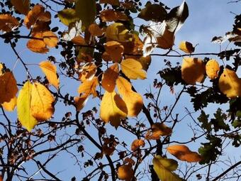 Bed & Breakfast Pati Del Sol