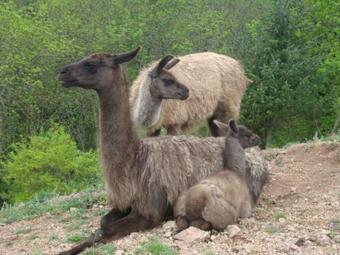 G�te Saint-andr�-d'apchon, 1 Pi�ce, 2 Personnes - Fr-1-496-23