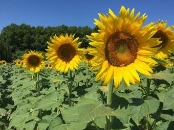 Maison De Charme Dans Domaine 17�me