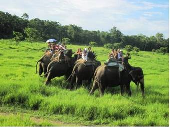 Lodge Hotel Wildlife Camp