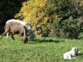 Hostal Pension St. Ursula