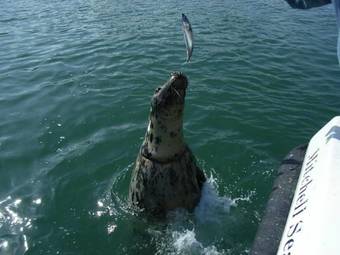 Shearwater Country House B&B