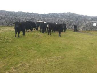 Hostal Kilmurvey House