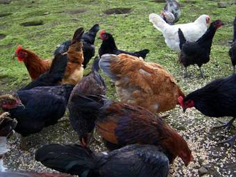 Bed & Breakfast Valley Lodge