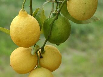 Dreamy Holiday Home In San Casciano Val Di Pesa With Garden