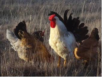 Bed & Breakfast Julia's Guesthouse