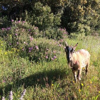 Agroturismo Nocini Di Maremma
