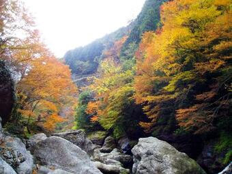 Nature Resort In Niyodo