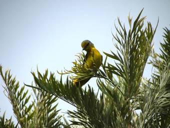 Hotel Jim's Jungle Retreat