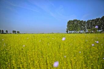 Apartment Retranchement Bei Cadzand-bad - Zee25010-eya