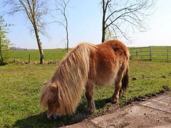 Secluded Chalet In Suwald With Terrace