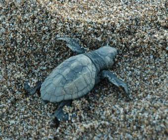 Apartamento Herodotos Studios