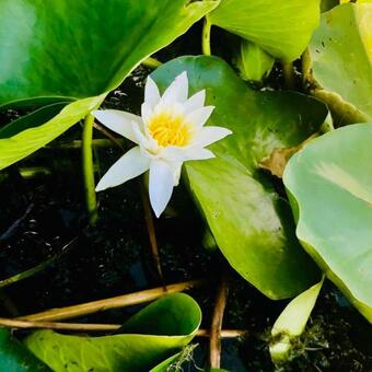 Hostal Pensiunea La Salcia Linistita