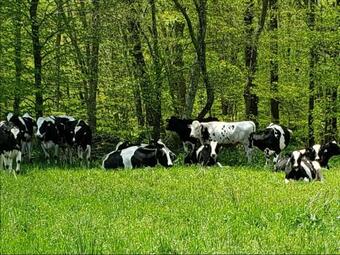 Tentrr Signature Site - Meadow Ridge Farm Meadow