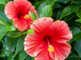 Apartamento Hanalei Colony Resort F3 Condo