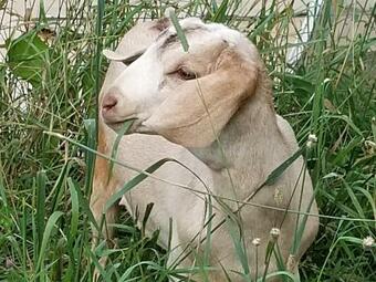 Tentrr Signature - Pastoral Paths At Little Farm Too