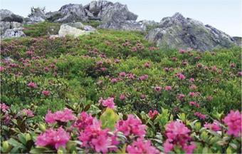 Apartment P�llau Am Greim