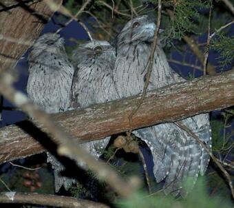 Big4 Kelso Sands Holiday & Native Wildlife Park