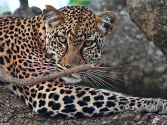 Ngorongoro Wild Camp