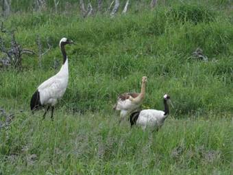 Hotel Nemuro Kaiyoutei
