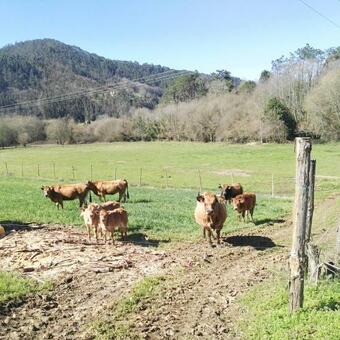 Apartamentos Casa Alvarina - Luarca